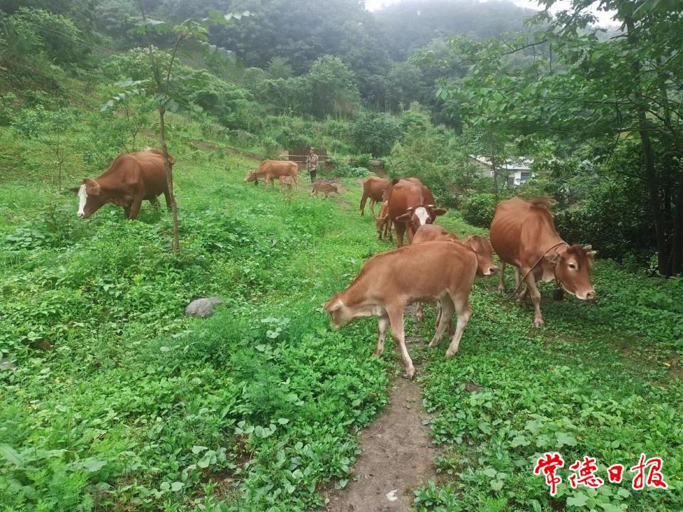 張登桃養(yǎng)?；?.jpg